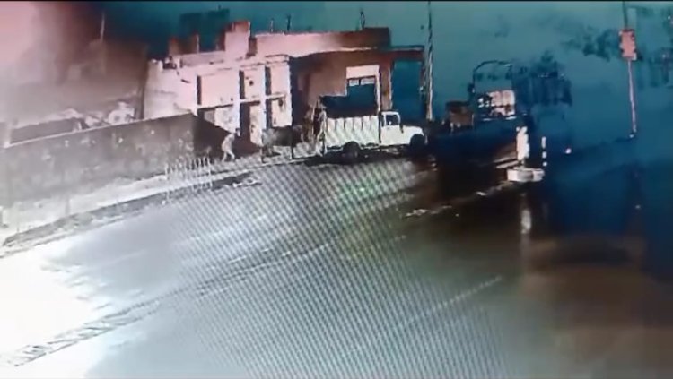 नगर की वीआईपी बस्ती से भैंस व उसके वंश की चोरी, विडियो हुआ वायरल, बरामदगी की मांग
