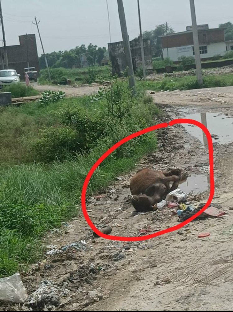 नगरपालिका की गंदगी कांशीराम आवास काॅलोनी और गांव चिलासनी वासियों के लिए बनी मुसीबत।