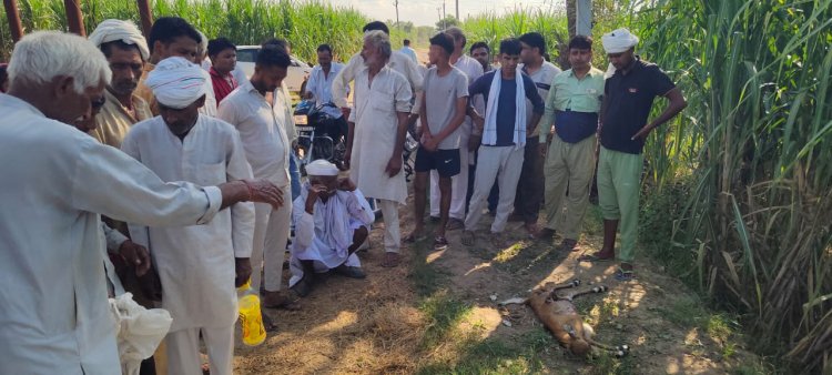 हजूराबाद गढ़ी में गोवंश को नोचते हुए दिखा तेंदुआ, किसान ने गांव में आकर दी सूचना