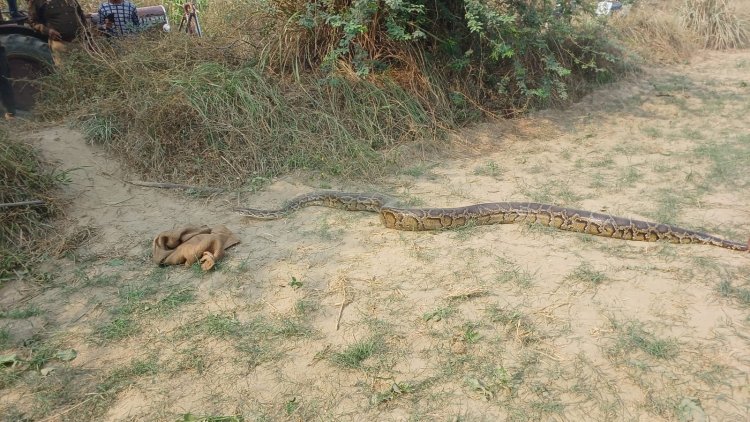 तीन वर्ष की उम्र में 16 फुट लंबा हुआ अजगर,जंगल में देख किसान घबराए, वन विभाग के कर्मी पकड लाए