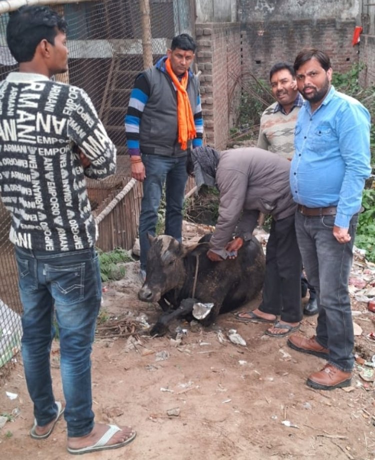 गौरक्षा के न्यू निर्मित मेरठ मंडल वरिष्ठ उपाध्यक्ष परविंदर चौधरी बीमार व घायला गौवंश की कर रहे हैं सेवा गोवंश की रक्षा के लिए सदैव तत्पर