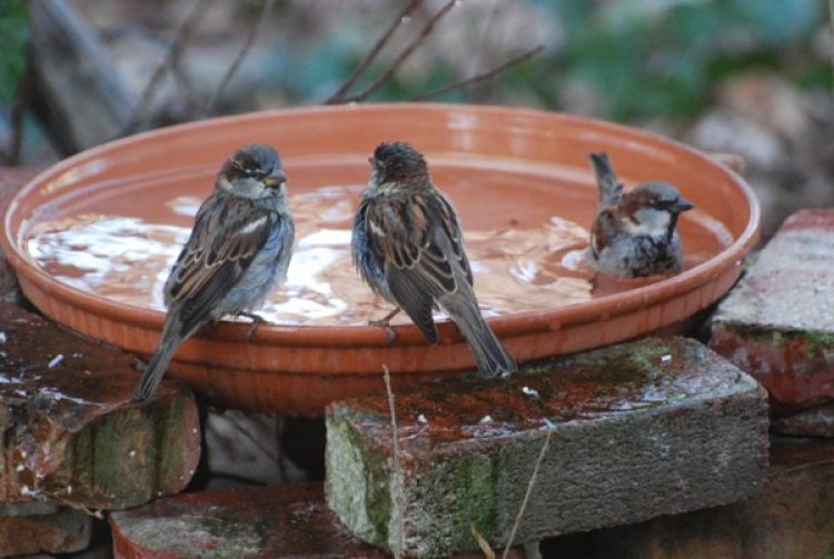 थोड़े प्रयास से बच सकती हैं पशु पक्षियों की जान,,गर्मियों में पशु पक्षियों के लिए पानी की करें व्यवस्था