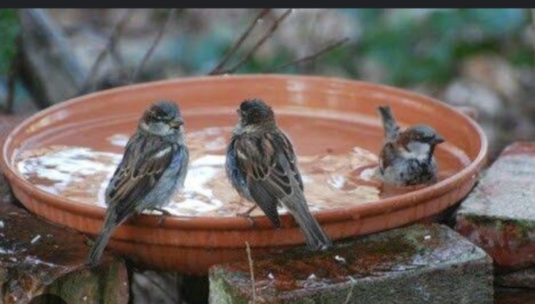 *पशु-पक्षियों के लिए घर के बाहर व छतों पर करें पानी की व्यवस्था*  *संवेदनशील दृष्टिकोण रखते हुए पशु-पक्षियों का रखें विशेष ख्याल