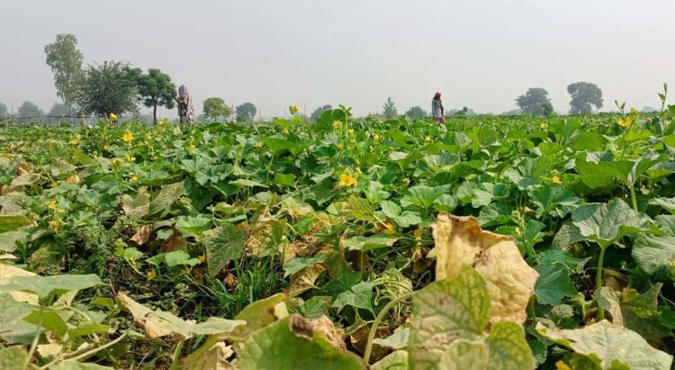गर्मी से सब्जियां झुलसने से किसान चिंतित, दिन में पानी न दें किसान: कृषि वैज्ञानिक