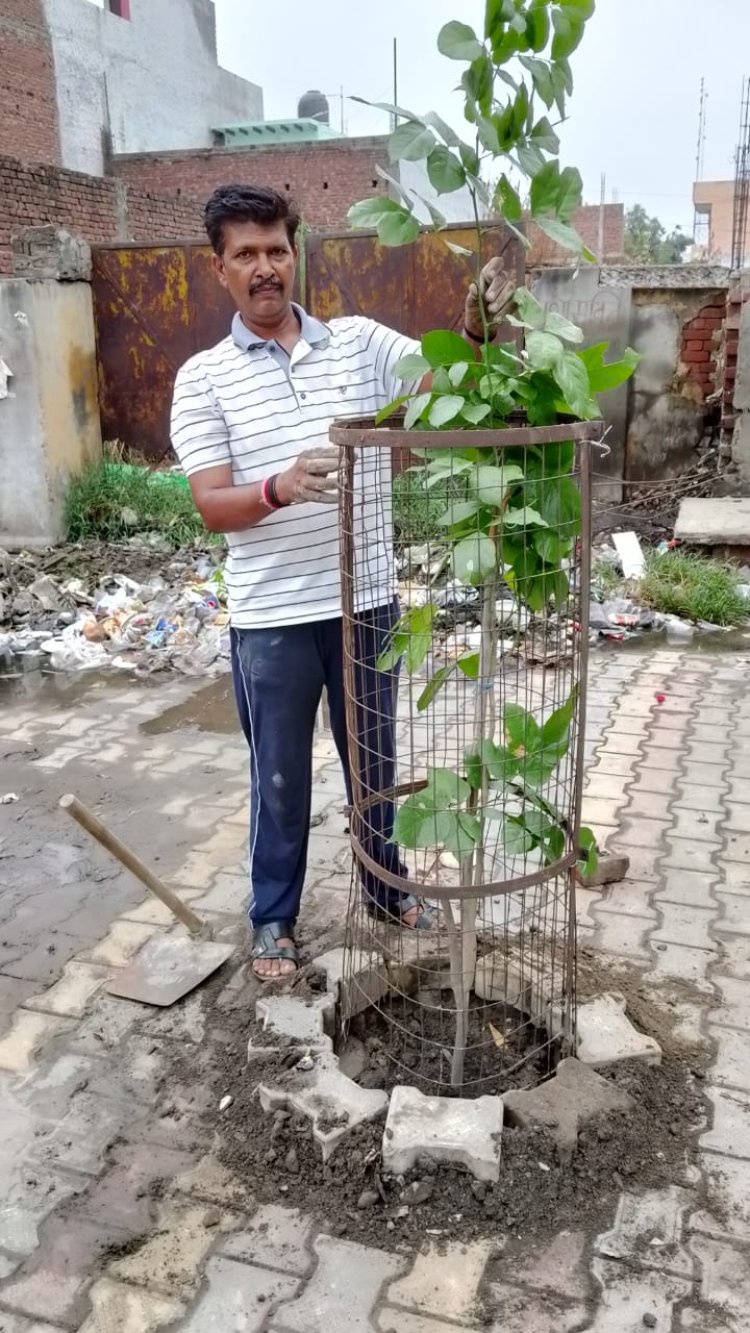 पौधारोपण के साथ ही जालीदार सुरक्षा कवच का जुनून है अनिल महादेव का, संवर्धन को भी हैं संकल्पित