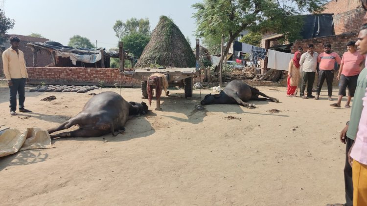 किसान के दो पशुओं की मौत, हादसा या हत्या