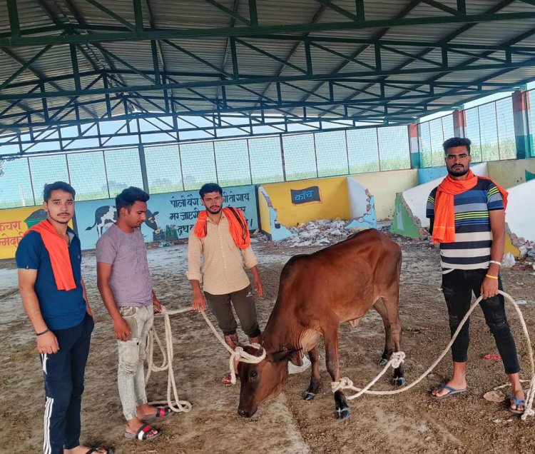 लूम्ब गांव में लाचार व घायल गौवंश के उपचार तथा सेवा के लिए समर्पित है राष्ट्रीय समाज सेवा संघ