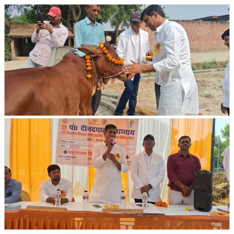 गाय की आरती उतार प्रमुख प्रतिनिधि अखिलेश सिंह डिंपल ने किया पशु अरोग्य मेला का शुभारंभ