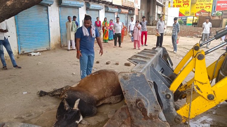 लोनी में सड़कों पर निराश्रित पशुओं का बोलबाला, संरक्षित करने का दावा खोखला साबित 